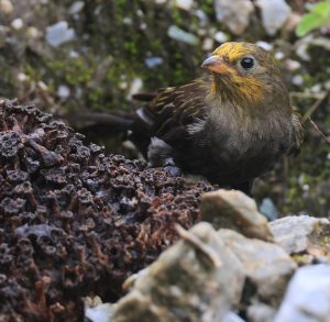 Yellow-rumped Honeyguide, 黄腰响蜜䴕, Indicator xanthonotus-gallery-