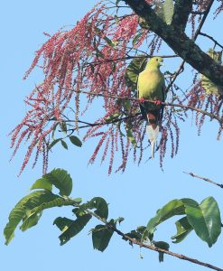 Pin-tailed Green Pigeon, 针尾绿鸠, Treron apicauda-gallery-