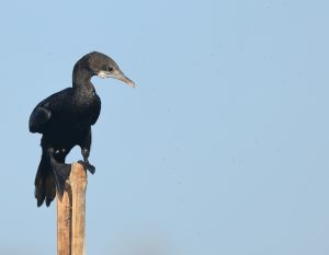 Little Cormorant, 黑颈鸬鹚, Microcarbo niger-gallery-