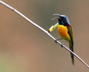 Green-tailed Sunbird, 绿喉太阳鸟, Aethopyga nipalensis-gallery-