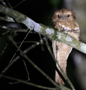 Hodgson’s Frogmouth, 黑顶蟆口鸱, Batrachostomus hodgsoni-gallery-