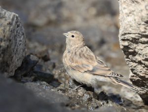 Twite, 黄嘴朱顶雀, Linaria flavirostris-gallery-