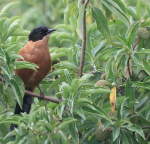 Rufous Sibia, 黑顶奇鹛, Heterophasia capistrata-gallery-