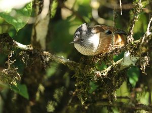 Streak-throated Barwing, 纹胸斑翅鹛, Actinodura waldeni-gallery-