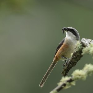 Grey-backed Shrike, 灰背伯劳, Lanius tephronotus-gallery-