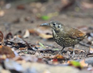 Dark-sided Thrush, 长嘴地鸫, Zoothera marginata-gallery-