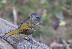 Scaly Laughingthrush, 纯色噪鹛, Trochalopteron subunicolor-gallery-