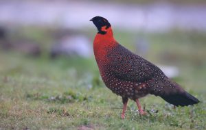 Satyr Tragopan, 红胸角雉, Tragopan satyra-gallery-