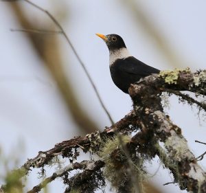 White-collared Blackbird, 白颈鸫, Turdus albocinctus-gallery-