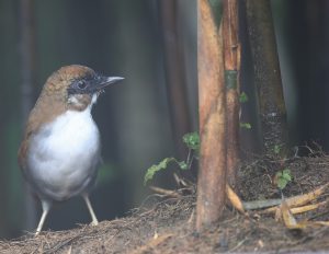 Grey-sided Laughingthrush, 灰胁噪鹛, Pterorhinus caerulatus-gallery-