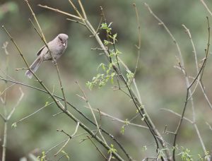 Brown Parrotbill, 褐鸦雀, Cholornis unicolor-gallery-