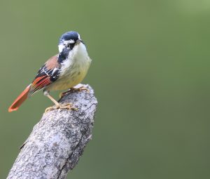 Red-tailed Minla, 火尾希鹛, Minla ignotincta-gallery-