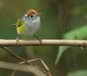 Chestnut-crowned Warbler, 栗头鹟莺, Phylloscopus castaniceps-gallery-