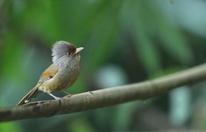 Rusty-fronted Barwing, 锈额斑翅鹛, Actinodura egertoni-gallery-