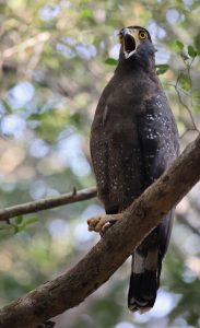 Crested Serpent Eagle, 蛇雕, Spilornis cheela-gallery-