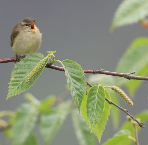 Greenish Warbler, 暗绿柳莺, Phylloscopus trochiloides-gallery-