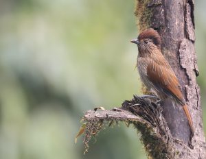 Striated Laughingthrush, 条纹噪鹛, Grammatoptila striata-gallery-