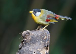 Silver-eared Mesia, 银耳相思鸟, Leiothrix argentauris-gallery-