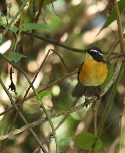 White-browed Bush Robin, 白眉林鸲, Tarsiger indicus-gallery-