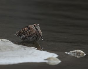 Solitary Snipe, 孤沙锥, Gallinago solitaria-gallery-