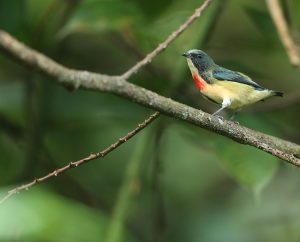 Fire-breasted Flowerpecker, 红胸啄花鸟, Dicaeum ignipectus-gallery-