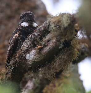 Grey Nightjar, 普通夜鹰, Caprimulgus jotaka-gallery-