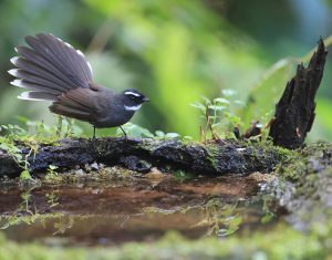 White-throated Fantail, 白喉扇尾鹟, Rhipidura albicollis-gallery-