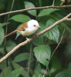 White-hooded Babbler, 白头鵙鹛, Gampsorhynchus rufulus-gallery-