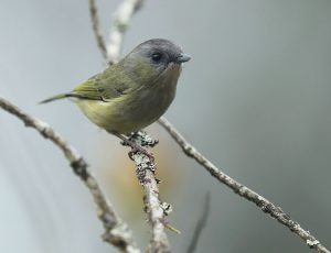 Green Shrike Babbler, 淡绿鵙鹛, Pteruthius xanthochlorus-gallery-