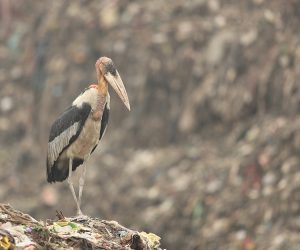 Greater Adjutant, 大秃鹳, Leptoptilos dubius-gallery-