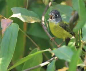 Grey-cheeked Warbler, 灰脸鹟莺, Phylloscopus poliogenys-gallery-