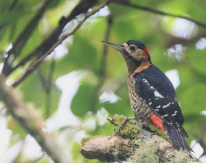 Darjeeling Woodpecker, 黄颈啄木鸟, Dendrocopos darjellensis-gallery-