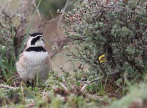 Horned Lark, 角百灵, Eremophila alpestris-gallery-