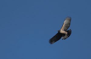 Mountain Hawk Eagle, 鹰雕, Nisaetus nipalensis-gallery-