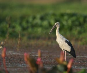 Asian Openbill, 钳嘴鹳, Anastomus oscitans-gallery-