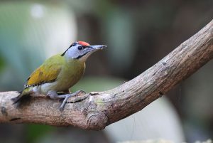 Black-naped Woodpecker, 灰头绿啄木鸟, Picus canus-gallery-