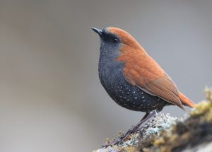 Gould’s Shortwing, 栗背短翅鸫, Heteroxenicus stellatus-gallery-