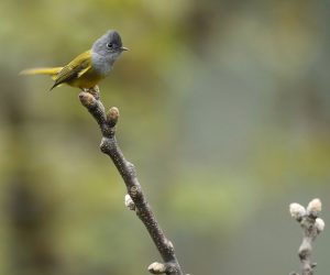 Grey-headed Canary Flycatcher, 方尾鹟, Culicicapa ceylonensis-gallery-