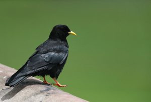 Alpine Chough, 黃嘴山鴉, Pyrrhocorax graculus-gallery-