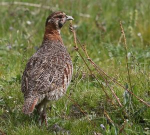 Tibetan Partridge, 高原山鶉, Perdix hodgsoniae-gallery-