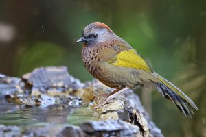 Assam Laughingthrush, 金翅噪鹛, Trochalopteron chrysopterum-gallery-