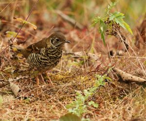 Long-tailed Thrush, 长尾地鸫, Zoothera dixoni-gallery-