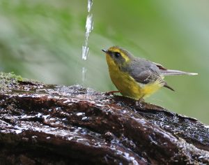 Yellow-bellied Fantail, 黄腹扇尾鹟, Chelidorhynx hypoxanthus-gallery-