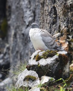 Snow Pigeon, 雪鸽, Columba leuconota-gallery-