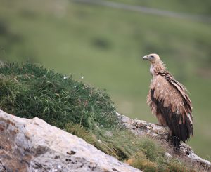 Himalayan Vulture, 高山兀鹫, Gyps himalayensis-gallery-