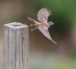 Godlewski’s Bunting, 灰眉岩鹀, Emberiza godlewskii-gallery-