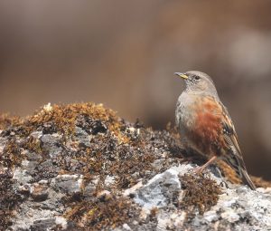 Alpine Accentor, 领岩鹨, Prunella collaris-gallery-