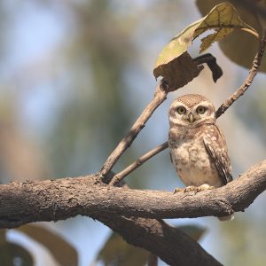 Spotted Owlet, 横斑腹小鸮, Athene brama-gallery-