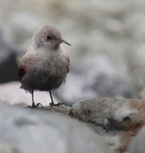 Wallcreeper, 紅翅旋壁雀, Tichodroma muraria-gallery-