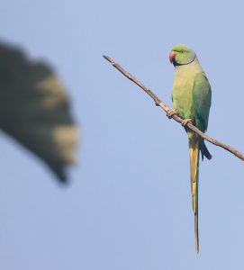 Rose-ringed Parakeet, 红领绿鹦鹉, Psittacula krameri-gallery-